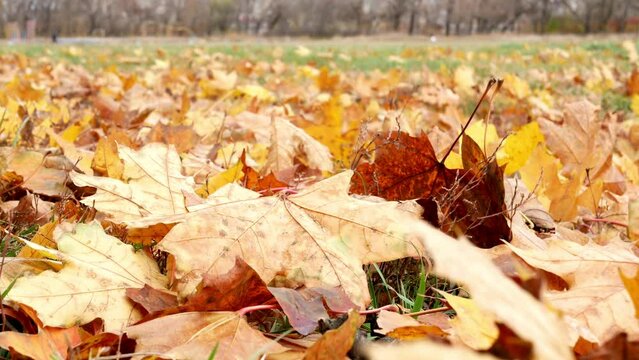 Yellow-brown foliage of Canadian maple on the grass in autumn. Close-up footage of a forest park lawn in windy autumn weather.