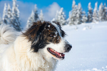 happy dog playing in fresh snow
