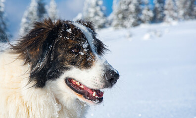 happy dog playing in fresh snow