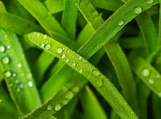 Grass Background, Macro Photography