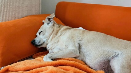 Hund auf der Couch