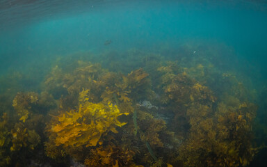 Naklejka na ściany i meble Small green fish in the patch of kelp seaweed.