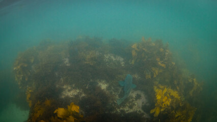 Fototapeta na wymiar Blue groper fish around the seaweed.