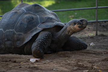Species of land tortoise, they live 300 to 400 years. It is considered the largest tortoise in the...