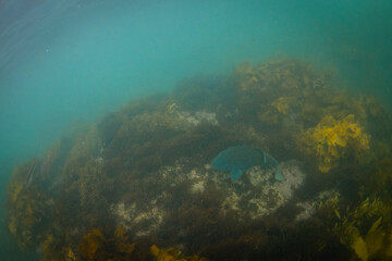 Blue groper fish around the seaweed.