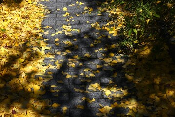 Yellow leaves of ginkgo. Seasonal background material of Japanese natural beauty.