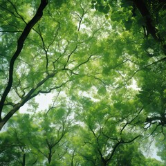 Fototapeta premium View from below on a beautiful forest