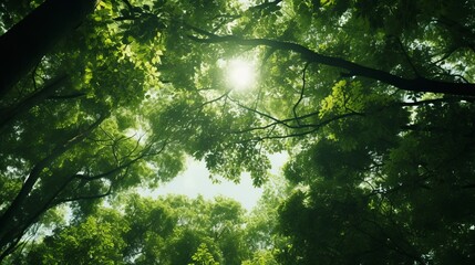 Fototapeta premium View from below on a beautiful forest