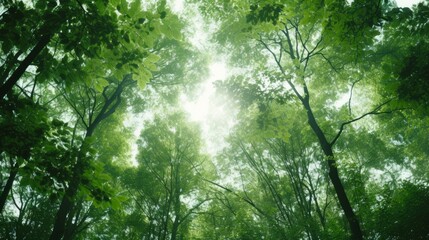 Naklejka premium View from below on a beautiful forest