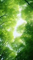 Fototapeta premium View from below on a beautiful forest