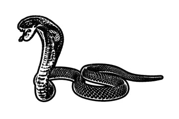 Cobra snake retro stencil illustration stamp with distressed grunge texture isolated on transparent background