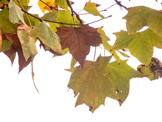 Foglie d'autunno su sfondo trasparente