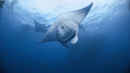 A Giant Manta Ray somersaults as it feeds in open blue water