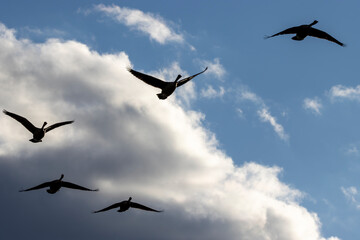 Geese in the sky