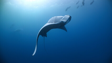 A Giant Manta Ray somersaults as it feeds in open blue water