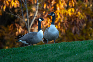 Fototapeta premium Geese on the grass