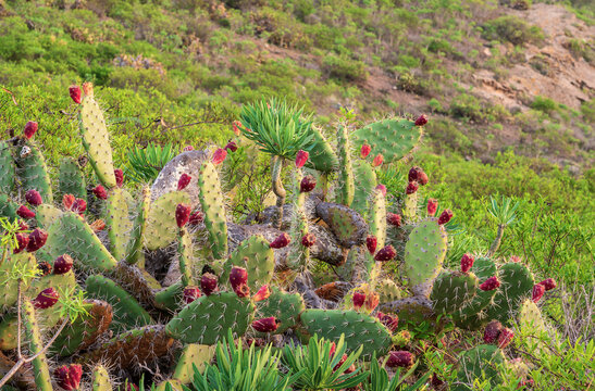 Plantas de Nopal o Tuna