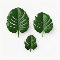 Monstera leaves, plant motif, decoration. Big leaves with holes.