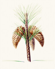 Pine cone fruits: Botanical illustration inspired by a vintage style