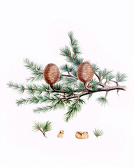 Fototapeta na wymiar Pine cone fruits: Botanical illustration inspired by a vintage style