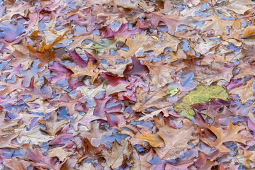 abstract composition of autumn leaves covering the top of small lake, autumn celebration concept