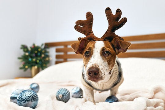 Funny Jack Russell Terrier wearing festive sweater and reindeer antlers plays with christmas decoration spheres in decorated Christmas room. Pets in xmas and new year. Wintertime mood.