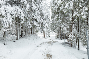 Dobbiaco (Toblach), South Tyrol, Italy - Snow-covered forest road leading to Lake Dobbiaco on a winter day in the Dolomites
