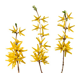 Three yellow spring forsythia branches isolated