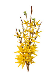 Spring forsythia and pussy willow branches bunch isolated