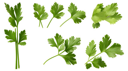 Mediterranean herbs and spices: set of fresh, healthy parsley leaves, twigs, and a small bunch isolated over a transparent background, cooking, food or diet design elements, PNG - obrazy, fototapety, plakaty