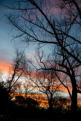 Sweet and bite sunset over contrasted trees