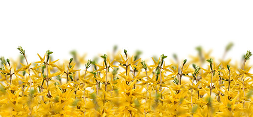 Yellow spring forsythia branches web banner 