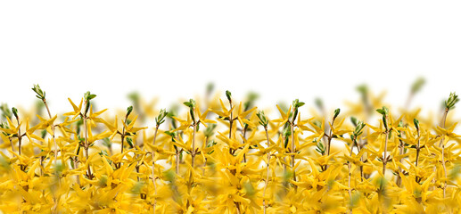 Yellow spring forsythia branches web banner 