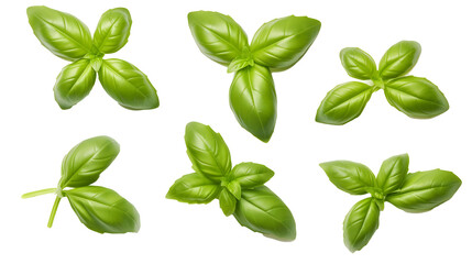 Mediterranean herbs: fresh basil. set of six isolated leaves, twigs and tips over a transparent background, subtle natural shadows, top view / flat lay