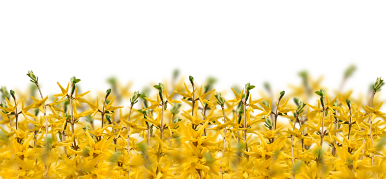 Yellow spring forsythia branches web banner 