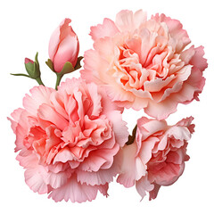 Carnation or Clove pink flower on transparent background.