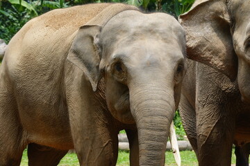 Fototapeta premium The Sumatran elephant (Elephas maximus sumatranus) is one of three recognized subspecies of the Asian elephant and is native to the Indonesian island of Sumatra. |蘇門答臘象