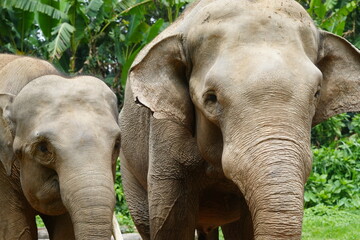 The Sumatran elephant (Elephas maximus sumatranus) is one of three recognized subspecies of the Asian elephant and is native to the Indonesian island of Sumatra. |蘇門答臘象