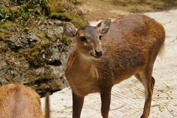 The Javan rusa (Rusa timorensis), or Sunda sambar is native to the Indonesian islands of Java, Bali and Timor. It is occupied in a habitat similar to that of the Chital of India