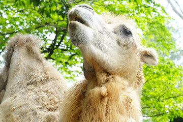 Camelus bactrianus, commonly known as the Bactrian camel, is a large, even-toed ungulate native to the steppes of Centrala Asia, particularly regions like Mongolia, China, Iran|雙峰駱駝 - obrazy, fototapety, plakaty