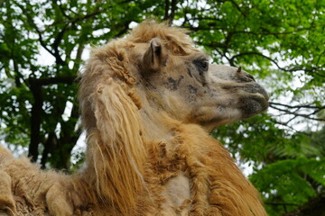 Camelus bactrianus, commonly known as the Bactrian camel, is a large, even-toed ungulate native to the steppes of Centrala Asia, particularly regions like Mongolia, China, Iran|雙峰駱駝