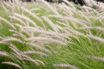 Fountain grass or pennisetum alopecuroides
