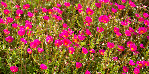 Obraz premium Portulaca pink flower (Moss rose plants)