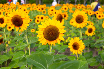 Obraz premium Sunflower field, Beautiful summer landscape.
