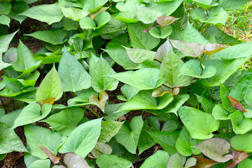Fototapeta premium Green leaves of sweet potato plant