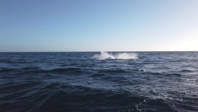 Humpback Whales jumping out of water in Pacific Ocean, Mexico