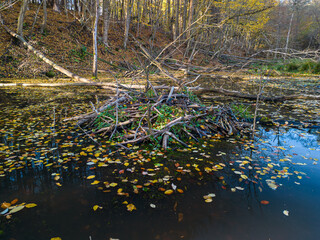 upper part of a beaver lodge protruding above the water