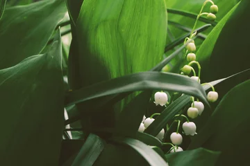 Fotobehang lily of the valley © Яна Лукаш