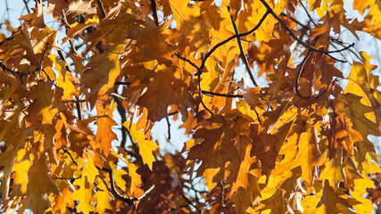 autumn background, photo shows yellow autumn leaves on a tree