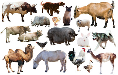 Collection of farm animals isolated on white background - Powered by Adobe